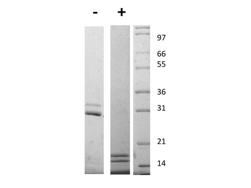 SDS-PAGE of Mouse Interleukin-17AF Heterodimer Recombinant Protein