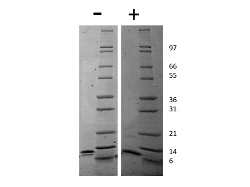 SDS-PAGE of Mouse IP-10 (CXCL10) Recombinant Protein