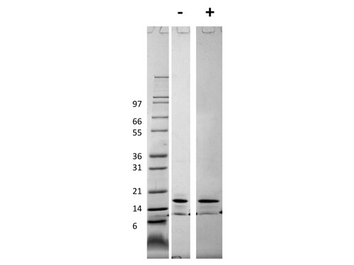 rMouse CCL2 Protein