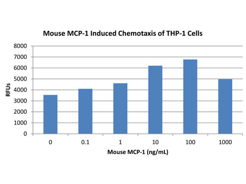 SDS-PAGE of Mouse Monocyte Chemotactic Protein-1 (CCL2) Recombinant Protein