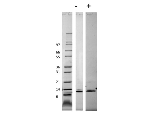 SDS-PAGE of Mouse Monocyte Chemotactic Protein-3 (CCL7) Recombinant Protein