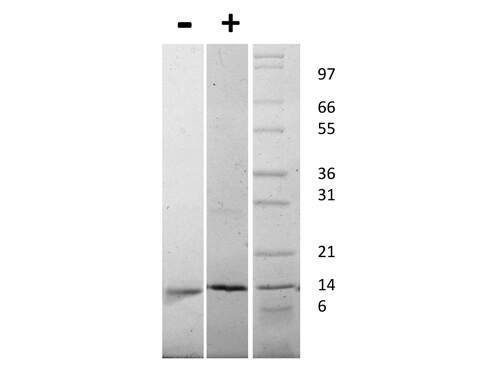 SDS-PAGE of Mouse Nerve Growth Factor beta Recombinant Protein