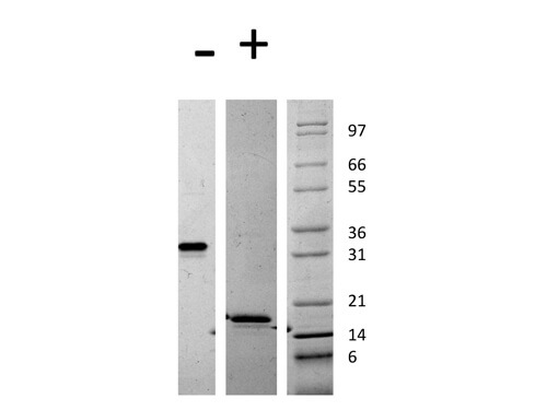 SDS-PAGE of Mouse Platelet Derived Growth Factor AA Recombinant Protein