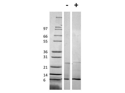 SDS-PAGE of Mouse RELM alpha Recombinant Protein