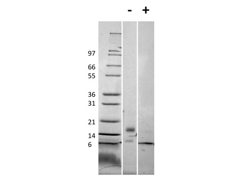 SDS-PAGE of Mouse RELM beta Recombinant Protein