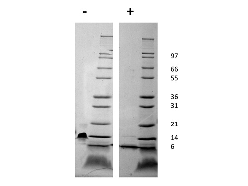 rMouse SDF-1 alpha/CXCL12 Protein
