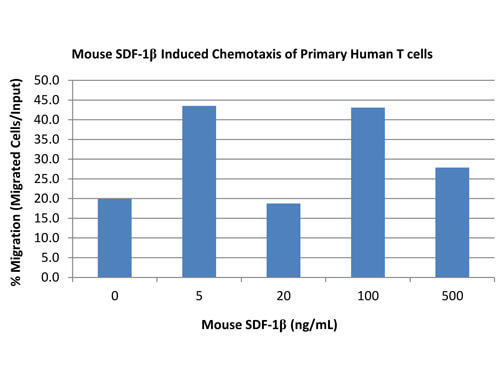 SDS-PAGE of Mouse Stromal Cell-Derived Factor-1 beta (CXCL12) Recombinant Protein