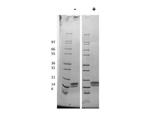 SDS-PAGE of Mouse Thrombopoietin Recombinant Protein