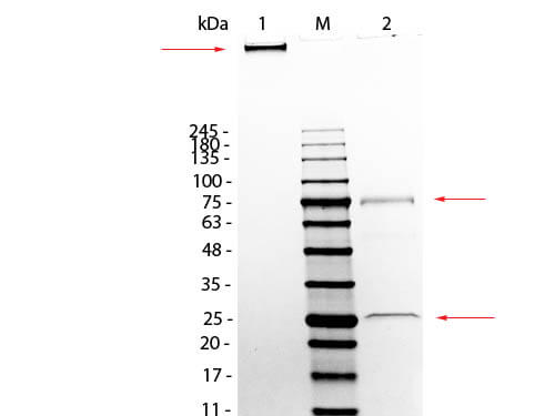 SDS-PAGE of Mouse IgM Whole Molecule (p/n 010-0107)