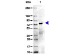 Mouse Transferrin SDS-Page