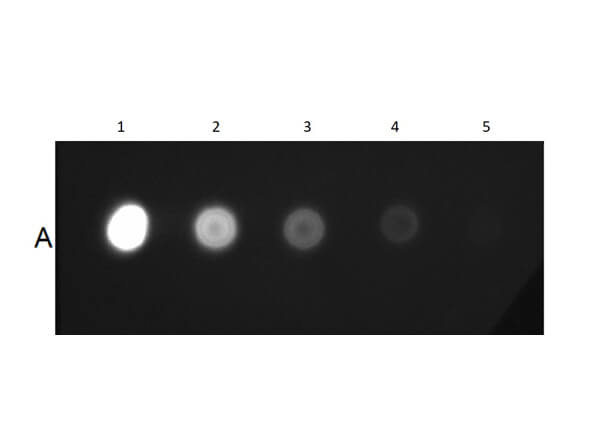 Dot Blot of Mouse IgG2a Isotype Control Fluorescein Conjugated
