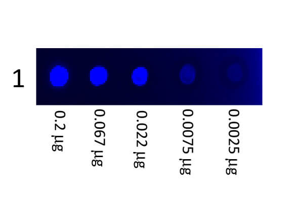 Mouse IgG3 isotype control Fluorescein