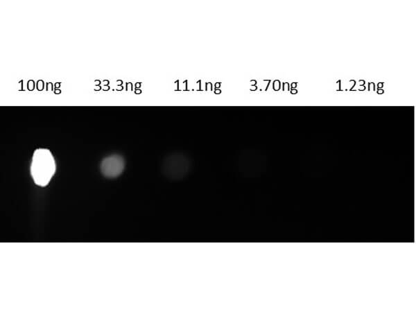 Dot Blot results of Mouse IgG2a R-Phycoerythrin conjugate