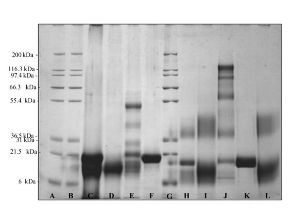 SDS using Rabbit IgG Fab