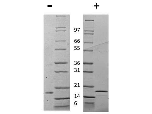 rRat IL-1 beta Protein