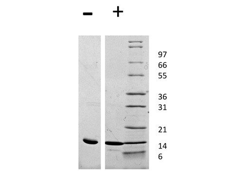 SDS-PAGE of Rat Leptin Recombinant Protein