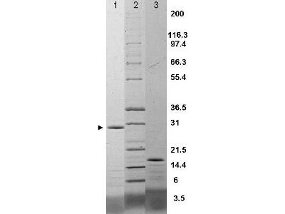 IL-17F Rat Recombinant Protein
