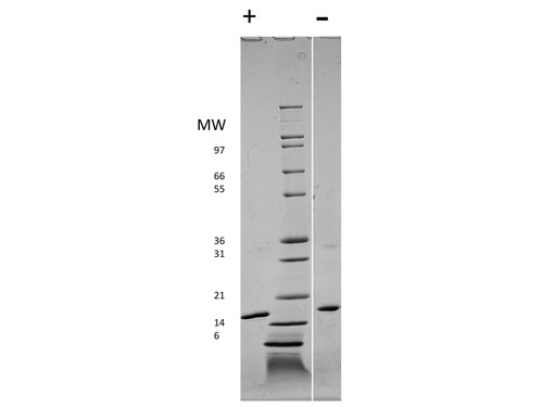 SDS-PAGE of Human Rat Fibroblast Growth Factor basic Recombinant Protein