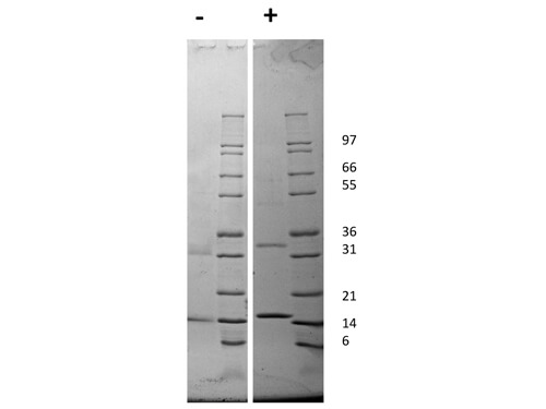 rRat GM-CSF Protein