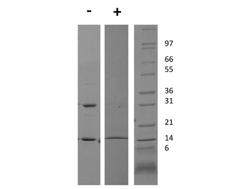 rRat INF gamma Protein