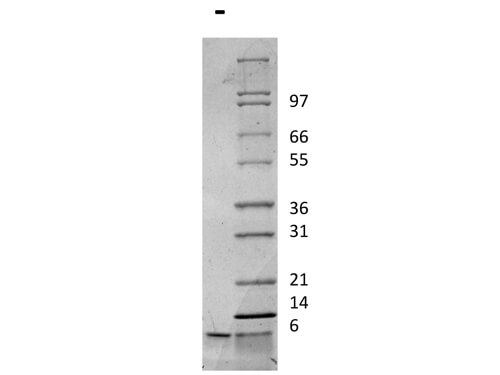 SDS-PAGE of Rat Insulin-like Growth Factor I Recombinant Protein