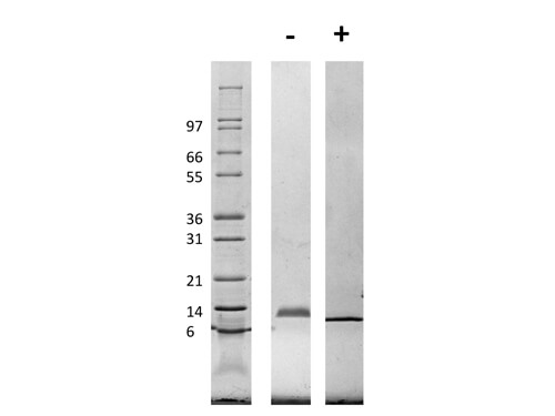 SDS-PAGE of Rat Macrophage Inflammatory Protein-1 alpha (CCL3) Recombinant Protein