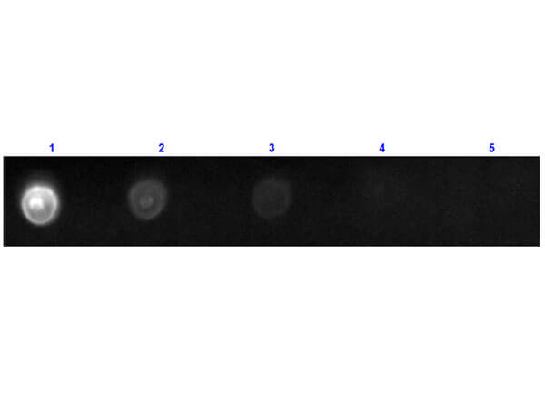 Dot Blot results of Rat IgG2a Isotype Control Fluorescein Conjugated