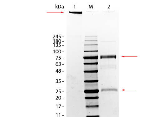SDS-PAGE of Rat IgM Whole Molecule (p/n 012-0107)