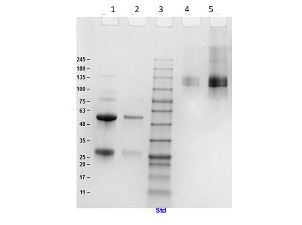 SDS PAGE Results of Sheep IgG Whole Molecule