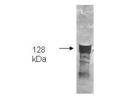 Anti-Glycerol Kinase Antibody - Western Blot