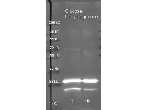 Glucose Dehydrogenase Polyclonal Antibody-Western blot
