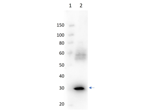 Western Blot of Goat Anti-N-Acylmannosamine-1-Dehydrogenase