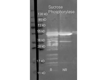 Sucrose Phosphorylase Polyclonal Antibody-Western blot