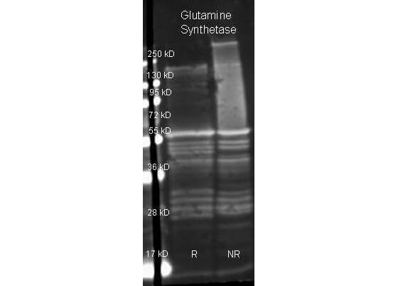 Glutamine Synthetase Polyclonal Antibody-Western blot