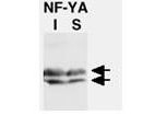 Anti-NF-Y (A Subunit) Antibody - Western Blot