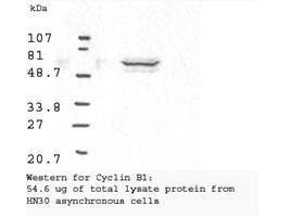 Anti-Cyclin B1 Anitbody - Western Blot