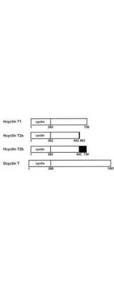 Anti-Cyclin T1 Antibody Diagram