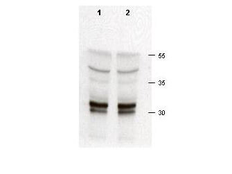 Anti-cdk2 Antibody - Western Blot
