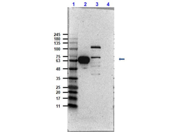 Western Blot of cdk9 (PITALRE) Antibody