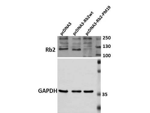 Anti-Rb2 p130 Antibody Western Blot
