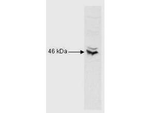 WB - Anti-RFX5 N terminal RABBIT Antibody