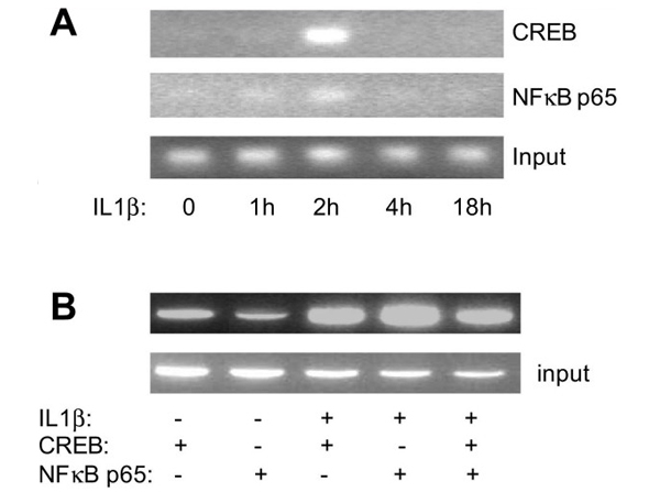 ChIP and re-ChIP analysis of CREB and p65