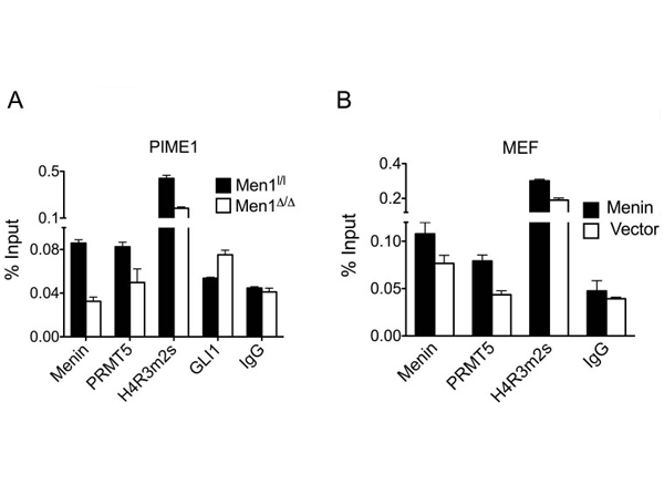 ChIP using antibodies against GLI1