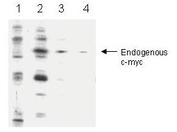Anti-c-myc Antibody - Western Blot