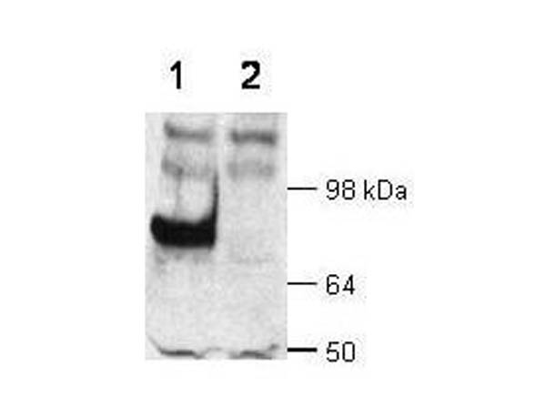 WB - Dab1 Antibody