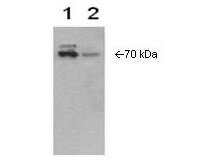 Anti-Cox2 Antibody - Western Blot