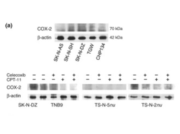 Western Blot using Cox-2