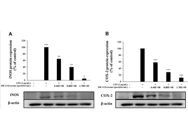 Western Blot using Cox-2