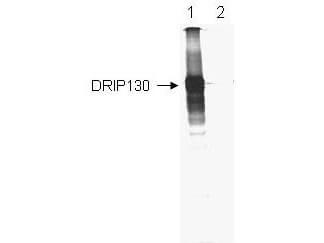 Anti-DRIP-130 Antibody - Immunoprecipitation/Western Blot