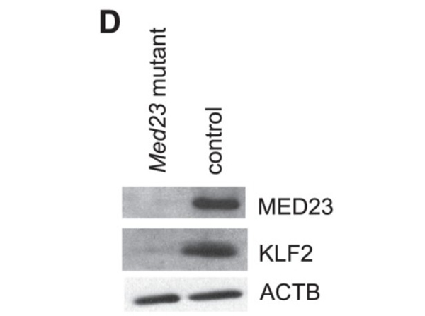 Western blot of MED23